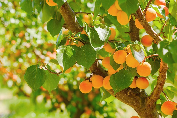 272262-2119x1414-ripe-apricots-on-tree-.jpg (167 KB)