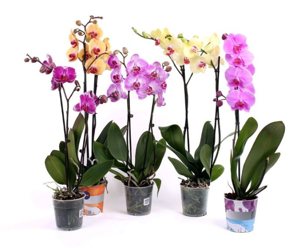 New NEWS.am STYLE column: Flowers at home and beyond - How not to kill orchid and to make it bloom