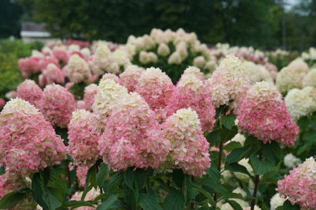 Flowers for the home and beyond: Paniculata Hydrangeas - garden rock stars