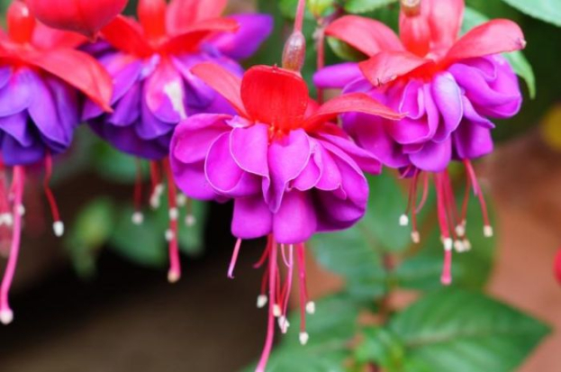 Flowers for the home and beyond: Fuchsias – a fairytale in your garden