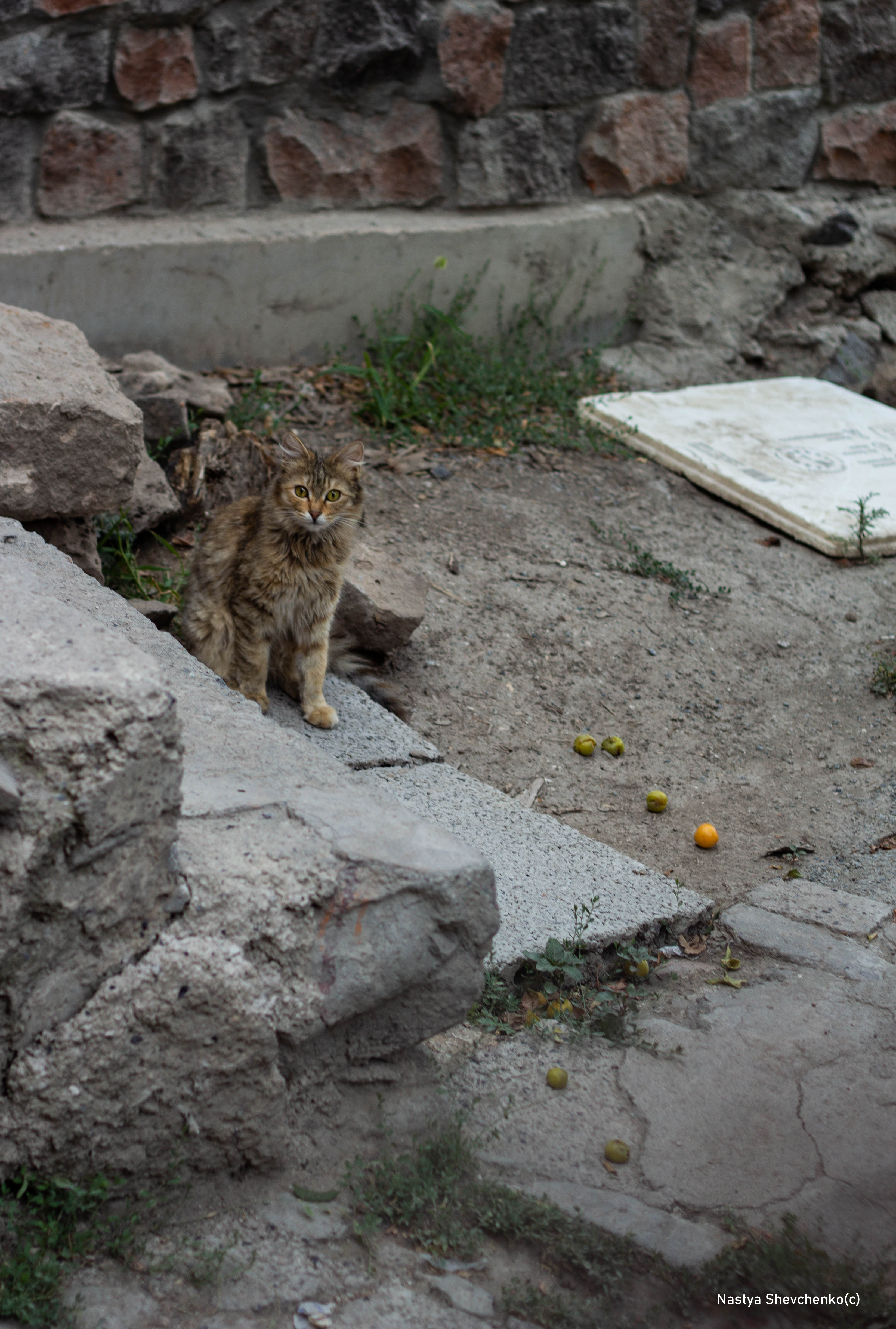 IMG_4566.jpg (8.20 MB)